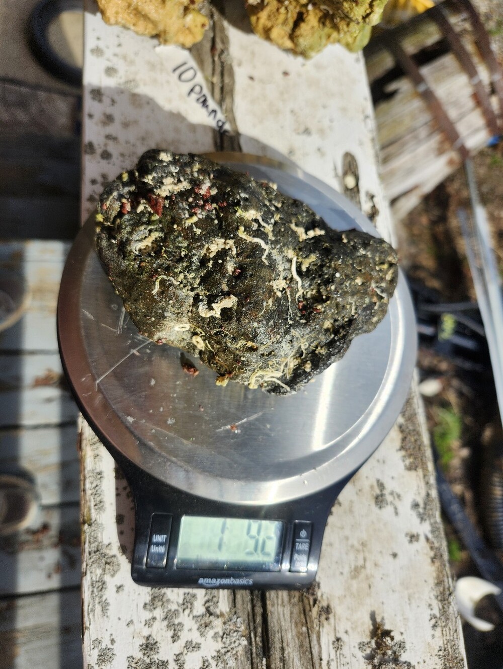 Fiji Dry Base Rock for Saltwater Aquarium Setup Natural Reef Rock Aquascaping